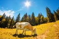 Spotted white cow eats grass on alpine meadow with high fir tree Royalty Free Stock Photo