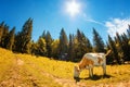 Spotted white cow eats grass on alpine meadow with high fir tree Royalty Free Stock Photo