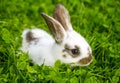 Spotted white rabbit sitting in grass