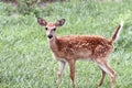 Spotted White Tailed Deer Fawn Alone in Field Royalty Free Stock Photo