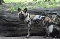 Strong wild african dog looking off into the distance