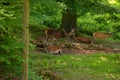 Spotted wild deer and stag resting. Swiss national park, sunny summer day, no people Royalty Free Stock Photo