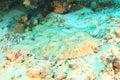 Spotted wobbegong on coral reef