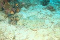 Spotted wobbegong on coral reef