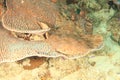 Spotted wobbegong lying on montipora plate coral on coral reef Royalty Free Stock Photo