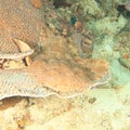 Spotted wobbegong lying on montipora plate coral on coral reef Royalty Free Stock Photo