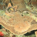 Spotted wobbegong lying on montipora plate coral on coral reef Royalty Free Stock Photo