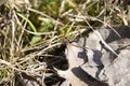 Spotted Wolf Spider