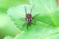Spotted wolf spider, Pardosa amentata Royalty Free Stock Photo