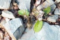 Spotted wolf spider, Pardosa amentata Royalty Free Stock Photo