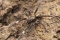 Spotted wolf spider, Trochosa sp, Satara, Maharashtra Royalty Free Stock Photo
