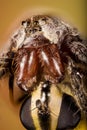 Spotted Wolf Spider, Wolf Spider with fly. Royalty Free Stock Photo