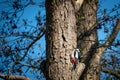 Spotted woodpecker hangs from a tree trunk and the sky is blue