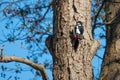 Spotted woodpecker hangs from a tree trunk and the sky is blue