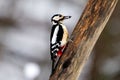 Spotted woodpecker Royalty Free Stock Photo