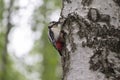 Spotted woodpecker major on tree trunk Royalty Free Stock Photo