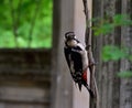 Spotted woodpecker on a tree branch Royalty Free Stock Photo