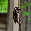 Spotted woodpecker on a tree branch Royalty Free Stock Photo