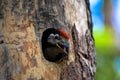 Spotted woodpecker young bird