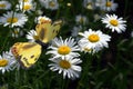 Spotted Yellow Butterfly on a some daisies Royalty Free Stock Photo