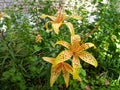 Spotted yellow lilies in the garden in the early morning Royalty Free Stock Photo