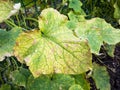 Spotted yellowed and diseased cucumber leaf