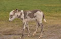 Spotted Young Burro in Custer State Park Royalty Free Stock Photo