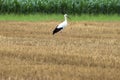 Stork on a meadow in Ruggell in Liechtenstein 24.7.2020