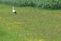 Stork on a meadow in Ruggell in Liechtenstein 24.7.2020