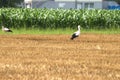 Stork on a meadow in Ruggell in Liechtenstein 24.7.2020