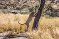 The spotty African leopard sharpens claws