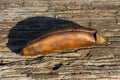 A spotty brown mini banana on an old textured wooden board under the sun. This fruit is suitable for baking banana bread Royalty Free Stock Photo