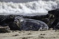 Spotty Grey Seal