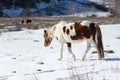 The spotty horse going from a pasture on snow among mountains Royalty Free Stock Photo