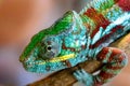 Part of a lizard of a chameleon closeup