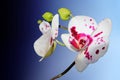 Spotty orchid flowers against blue shades background Royalty Free Stock Photo