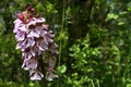 Spotty white to pink and violet flowers of Lady Orchid, latin name Orchis Purpurea Royalty Free Stock Photo