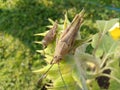 Spouse Grasshopper in the sunflower leaves