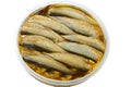 Sprat in the bank Royalty Free Stock Photo
