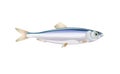 Sprat, brisling fish isolated on light background. Fresh fish in a simple flat style. Vector for design seafood packaging and Royalty Free Stock Photo