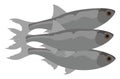 Sprat fish, illustration, vector