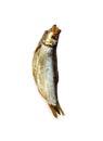 Sprat Fish, sprattus sprattus, Smoked Fishe against White Background