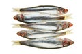 Sprat Group