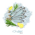 Sprat sketch vector fish icon. Isolated marine atlantic ocean sprats with rosemary and lemon on ice cubes. Isolated