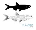 Sprat sketch vector fish icon. Isolated marine atlantic ocean sprats. Linear silhouette sea fish.