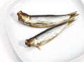 SPRAT Royalty Free Stock Photo