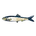 Sprat, watercolor isolated illustration of a fish.