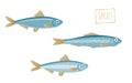 Sprats, vector cartoon illustration