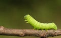 A pretty Sprawler Moth Caterpillar, Asteroscopus sphinx, walking along a twig at the edge of woodland.