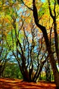 Sprawling beech tree of Canfaito natural reserve with very colorful autumn leaves Royalty Free Stock Photo